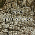 נצבים- וילך